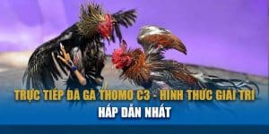 Sơ lược về đá gà Thomo trực tiếp C3